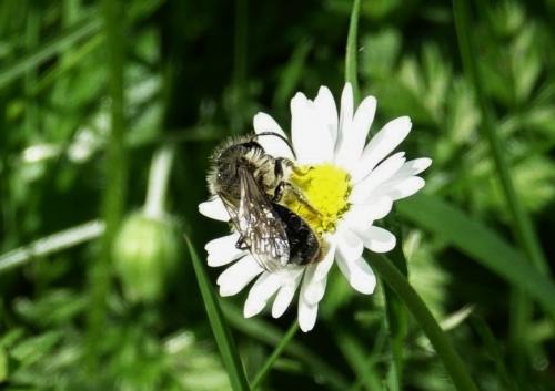 Andrena sp.